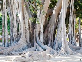 ficus magnolioide en giardino garibaldi, palermo foto