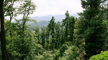 bosque verde en las montañas de los vosgos en alsacia foto