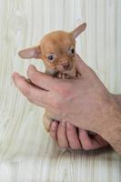 Chihuahua on wooden background photo