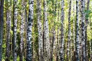 birch trees forest in summer day photo