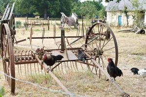 pollo y equipo agrícola abandonado en el patio trasero foto