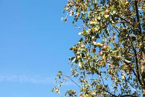 tree with ripe yellow and red apples with blue sky photo