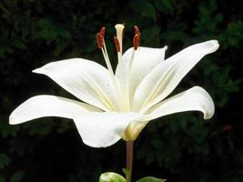 side view of white bloom Lilium close up outdoors photo