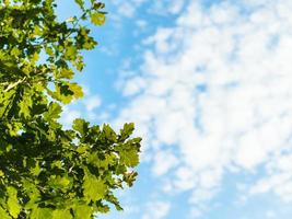 sunlit green oak leaves and blue sky photo