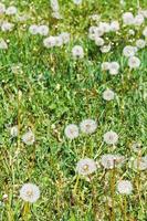 green lawn with blowball dandelions photo