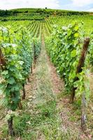 green vineyard in region of Alsace Wine Route photo