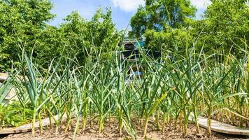 green onion Scallion on garden bed on backyard photo