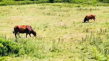 la vaca y el toro pastan en un prado verde en bretaña foto