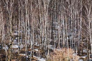 árboles desnudos y nieve derretida foto