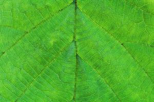 green leaf of hazel tree photo