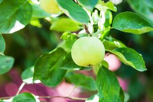 manzana verde en el árbol en el jardín en verano foto