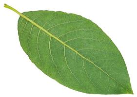 back side of green leaf of Sallow willow isolated photo