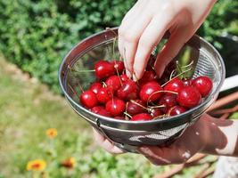 woman eats ripe red sweet cherries photo