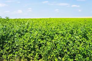 plantación de alfalfa en francia foto