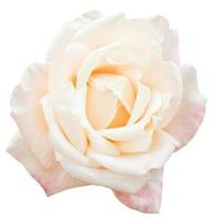 white and pink fresh rose flower close up isolated photo