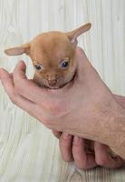 Chihuahua on wooden background photo