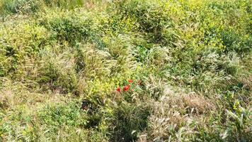 flores de amapola roja en la pradera en cap gris-nez foto