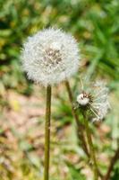 two seed heads of dandelion blowball photo