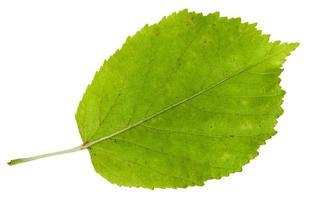 back side of green leaf of ash-leaved maple tree photo