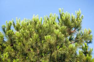 green branch of sicilian pine tree photo