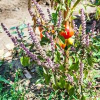 basil herb and tomatoes in garden in sunny day photo