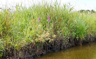 green grass on shore of Briere Marsh, France photo