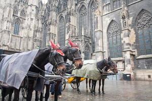 horse carriage in Vienna, Austria photo