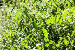 green nettle bushes lit by sun in summer photo