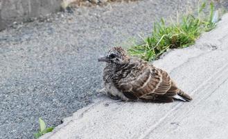 una paloma manchada está parada en el piso de concreto foto