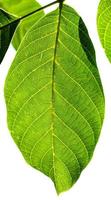 fresh green leaf of Walnut tree illuminated by sun photo