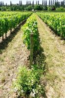 vineyard in Loire Valley in France photo