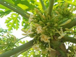 male papaya flower photo