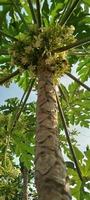 The Papaya tree photo