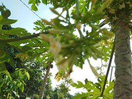 flor de papaya macho foto