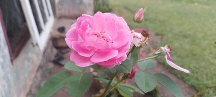 Charming pink roses photo