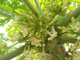 male papaya flower photo