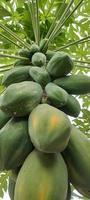 Papaya tree with dense papaya fruit photo