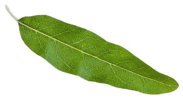 hoja verde de elaeagnus angustifolia aislada foto