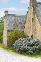 flores de hortensias cerca de las típicas casas bretonas antiguas foto