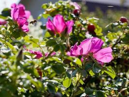 matorrales de rosal silvestre con flor rosa foto