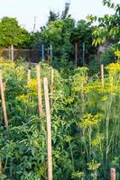 green country garden illuminated by sunset photo