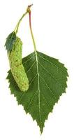 catkin and green leaf of birch tree isolated photo