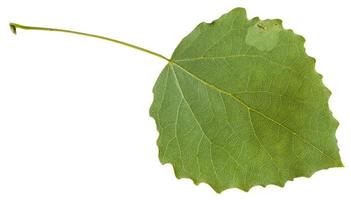 reverso de la hoja verde de álamo temblón aislado foto