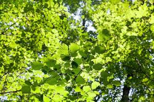 green forest leaves in sunlight photo