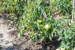 unripe tomato fruits on bushes in garden photo