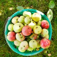 bucket with ripe apples in fruit orchard photo