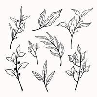 beautiful floral or foliage handdrawn line sketch vector