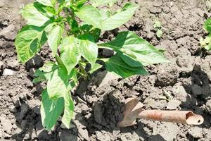 hilling of bush bell pepper photo