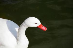 coscoroba swan on water photo