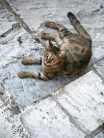 gato urbano sobre pavimento de piedra en la calle en atenas foto